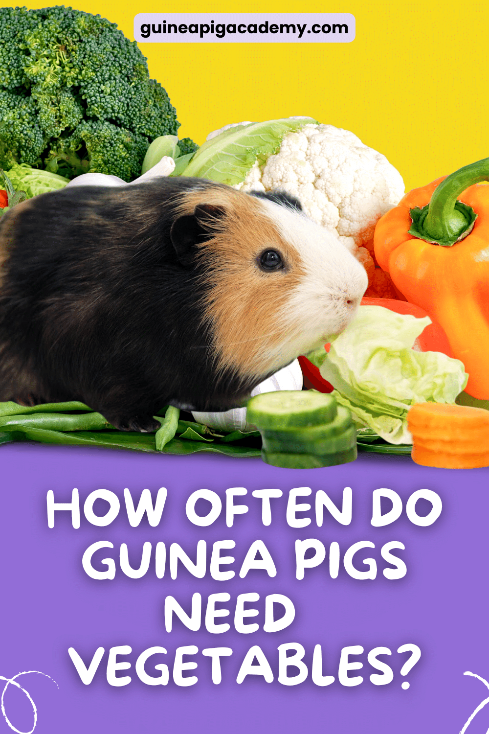 How often do guinea pigs need vegetables?