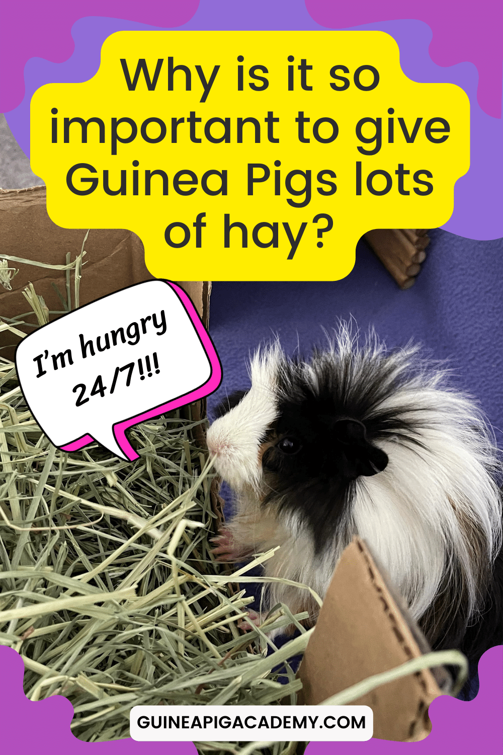 Why is it so important for guinea pigs to give guinea pigs lots of hay?