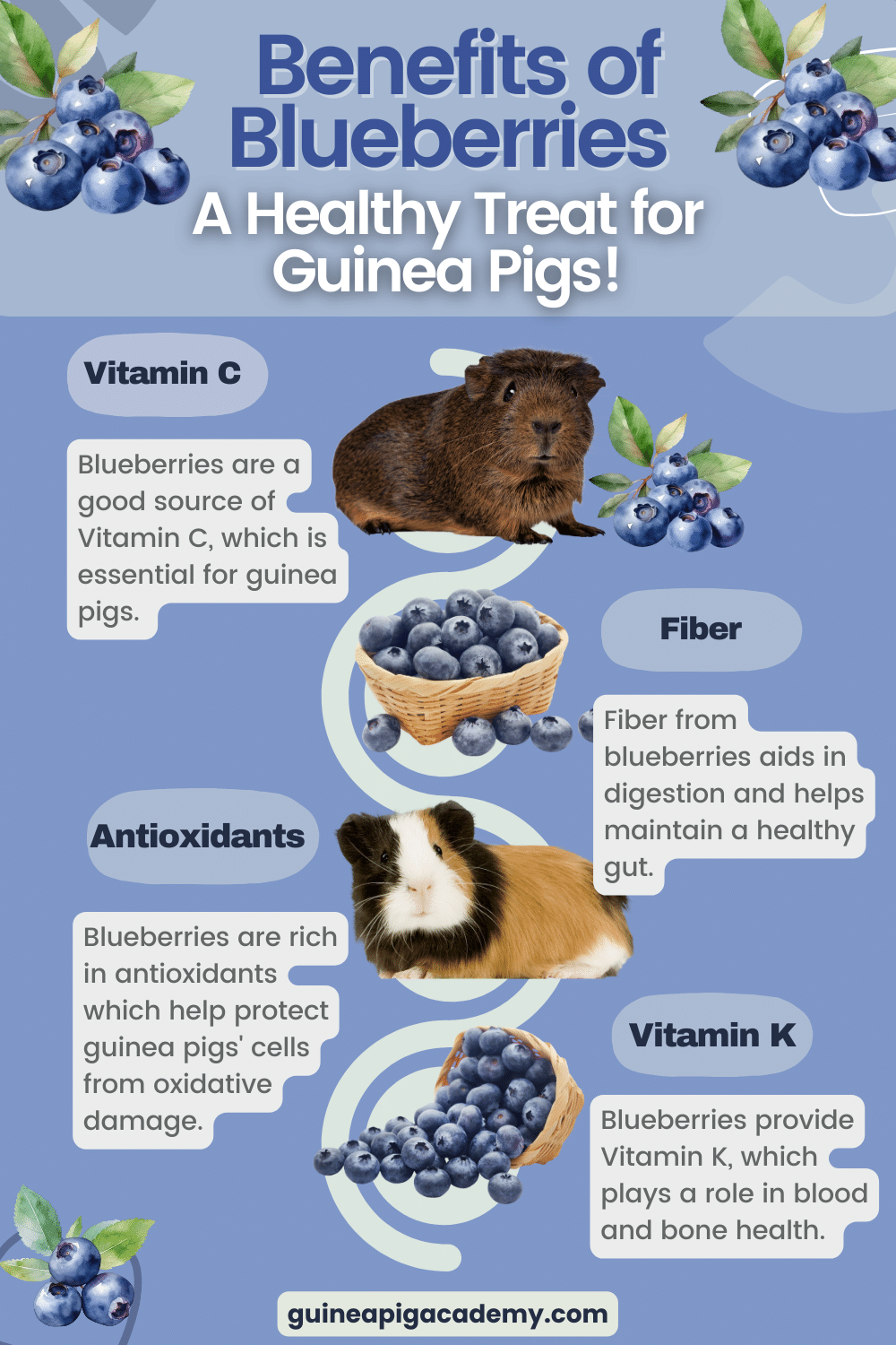 The many health benefits of blueberries for guinea pigs.