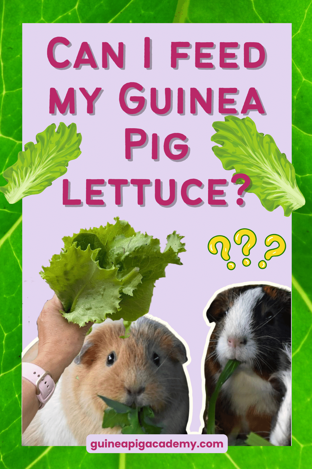 Can I feed my guinea pig lettuce?