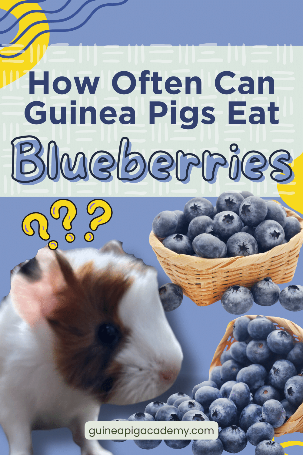 How often can guinea pigs eat blueberries?