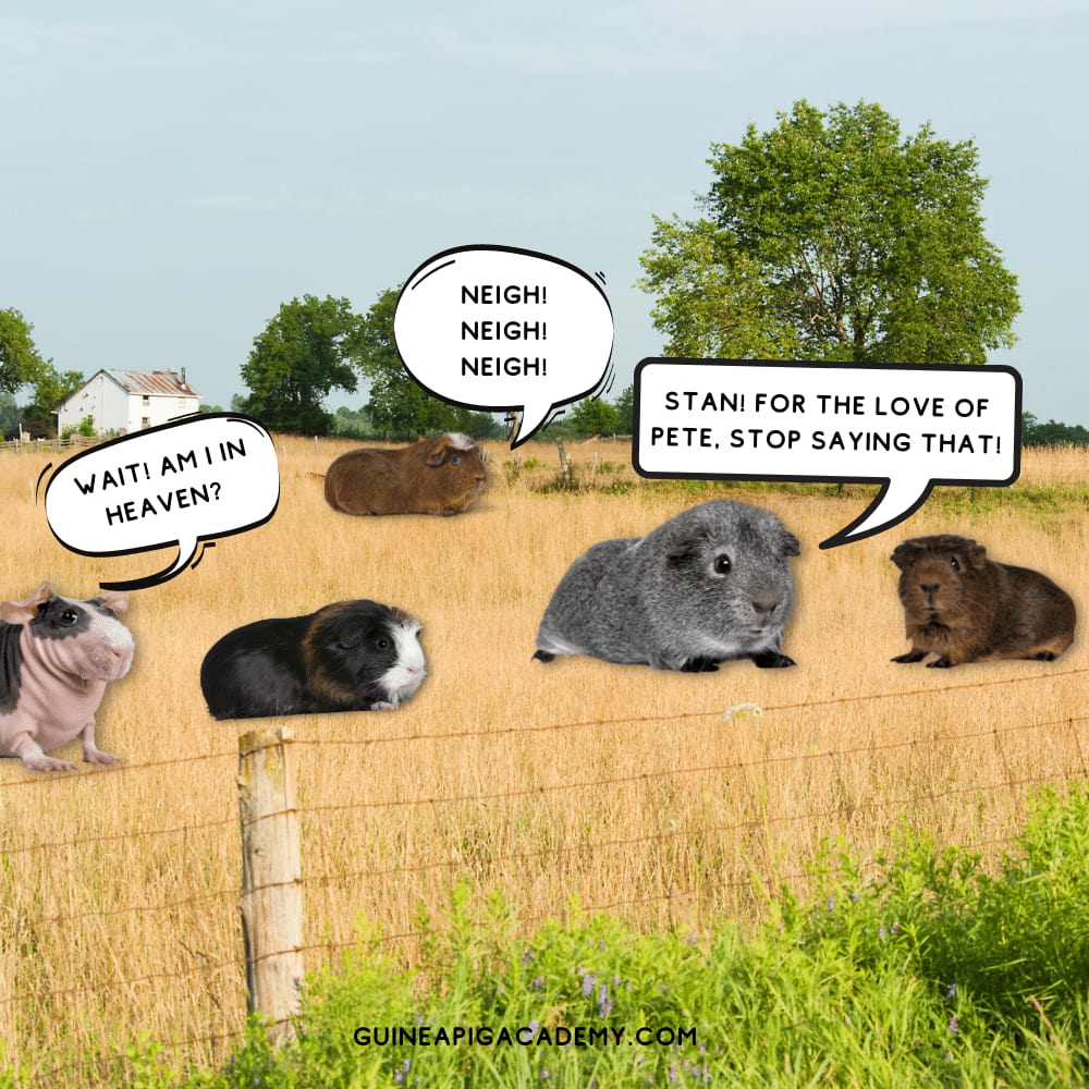 Guinea Pigs in a field of hay