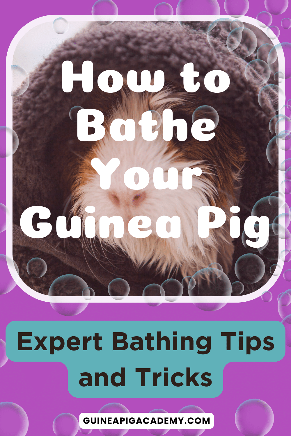 Keywords: Guinea Pigs, Baths, Expert Tips, Safely Bathing