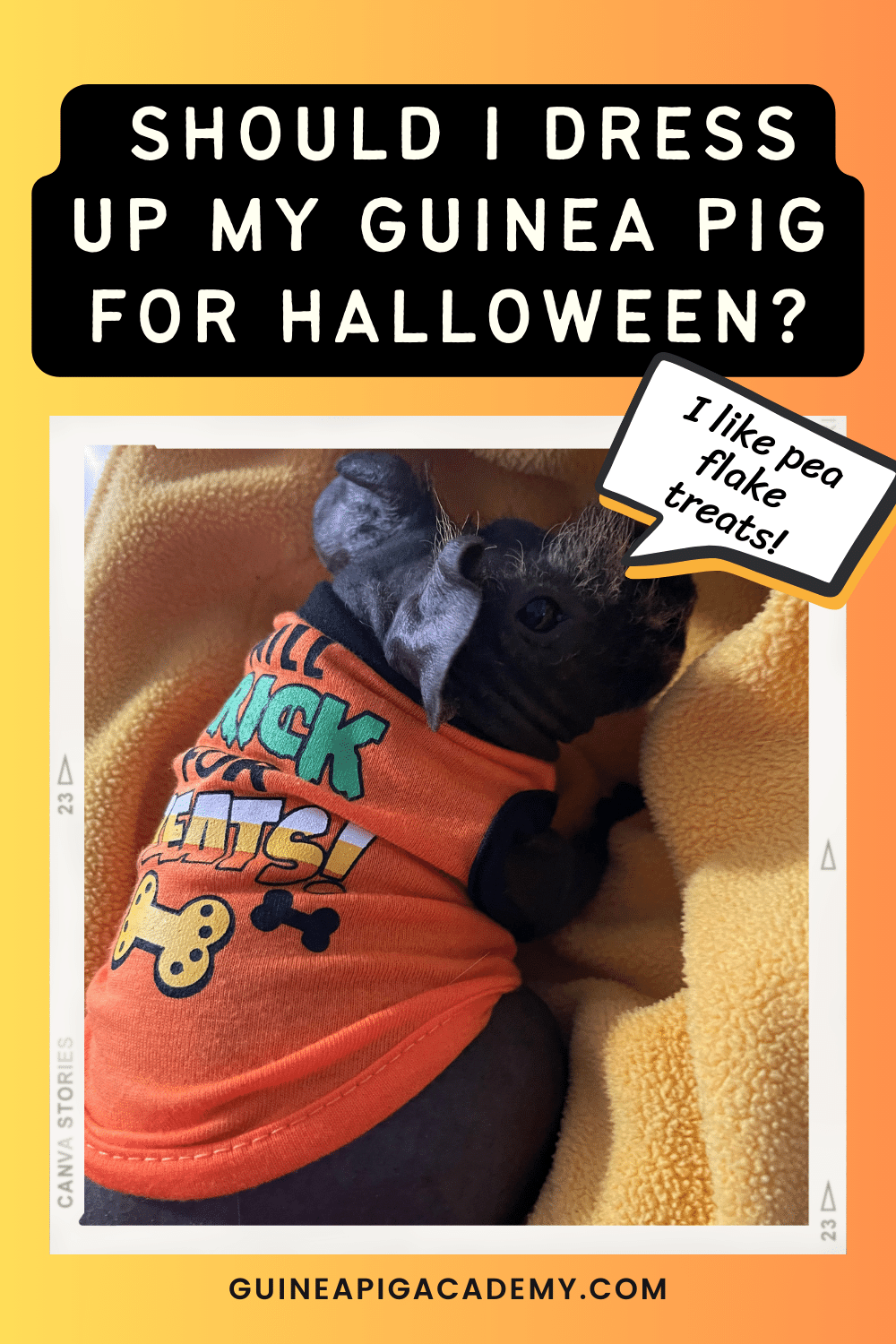 Should I dress up my guinea pig for Halloween?