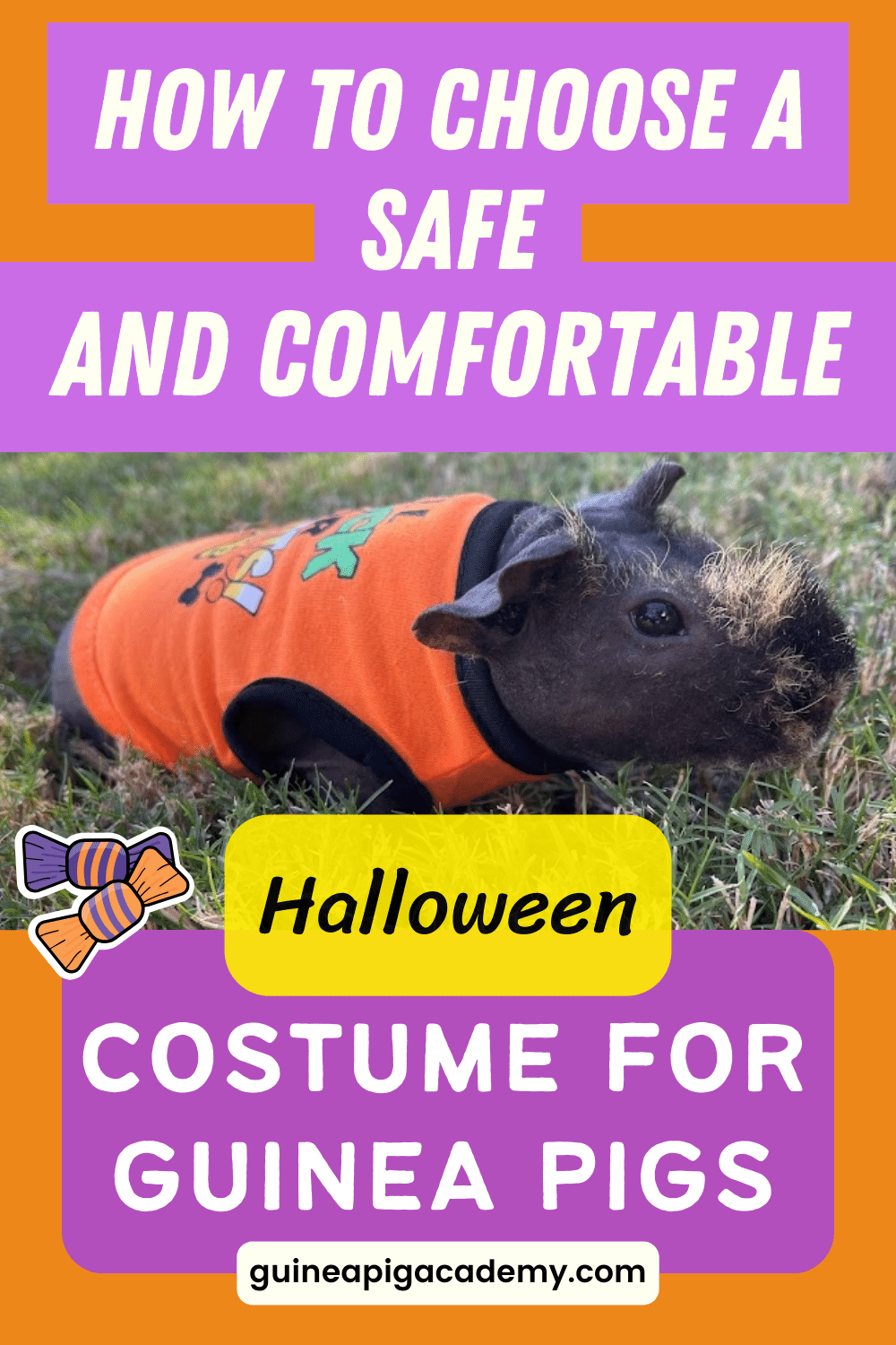 How to choose a safe and comfortable halloween costume for costume guinea pigs.