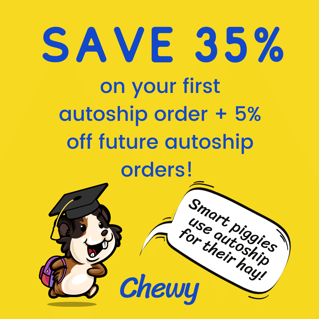 8 Simple Steps to Creating the Perfect Cage for Guinea Pigs - Guinea