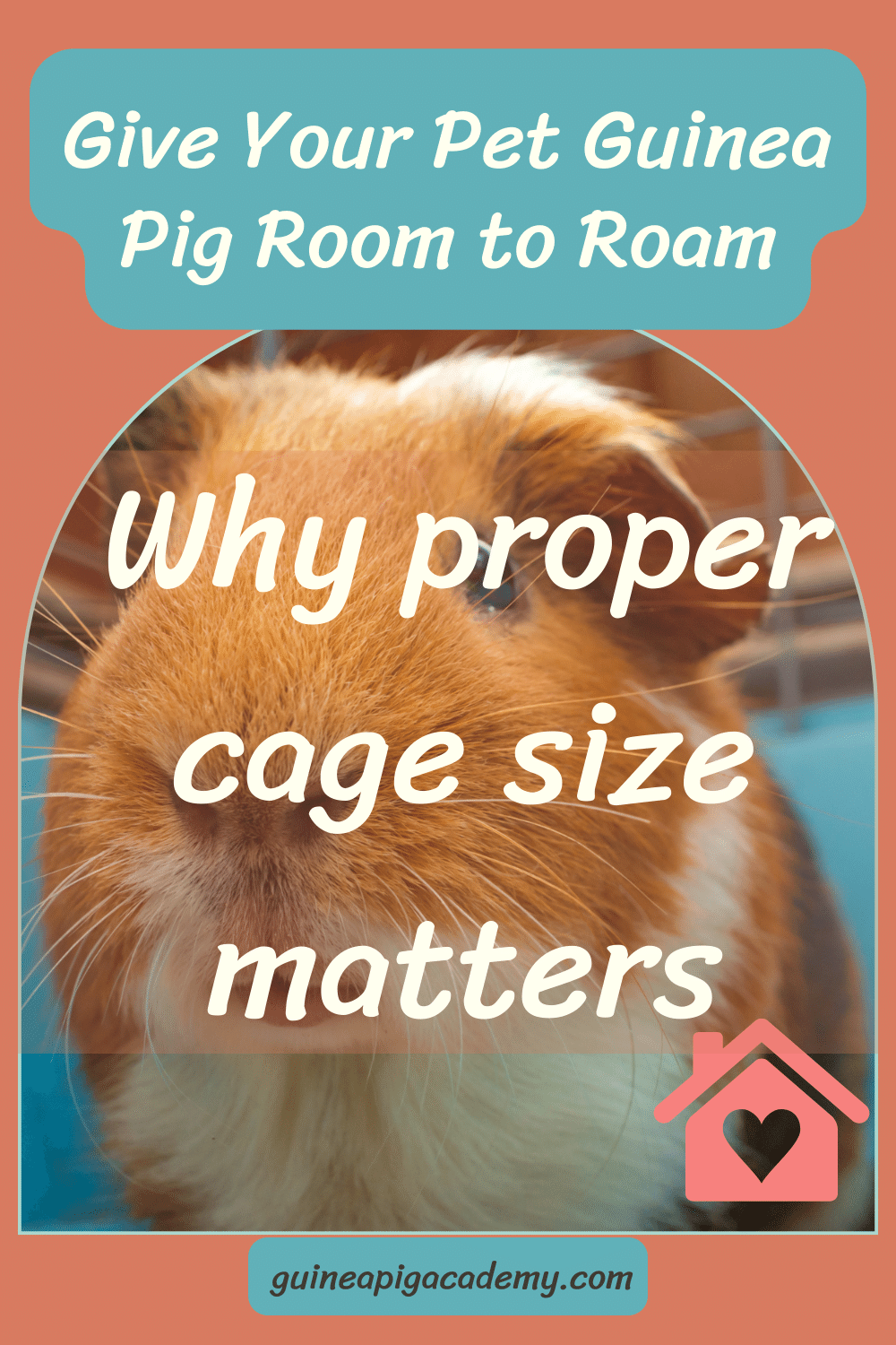 Give your pet guinea pig room to roam why proper cage size matters.