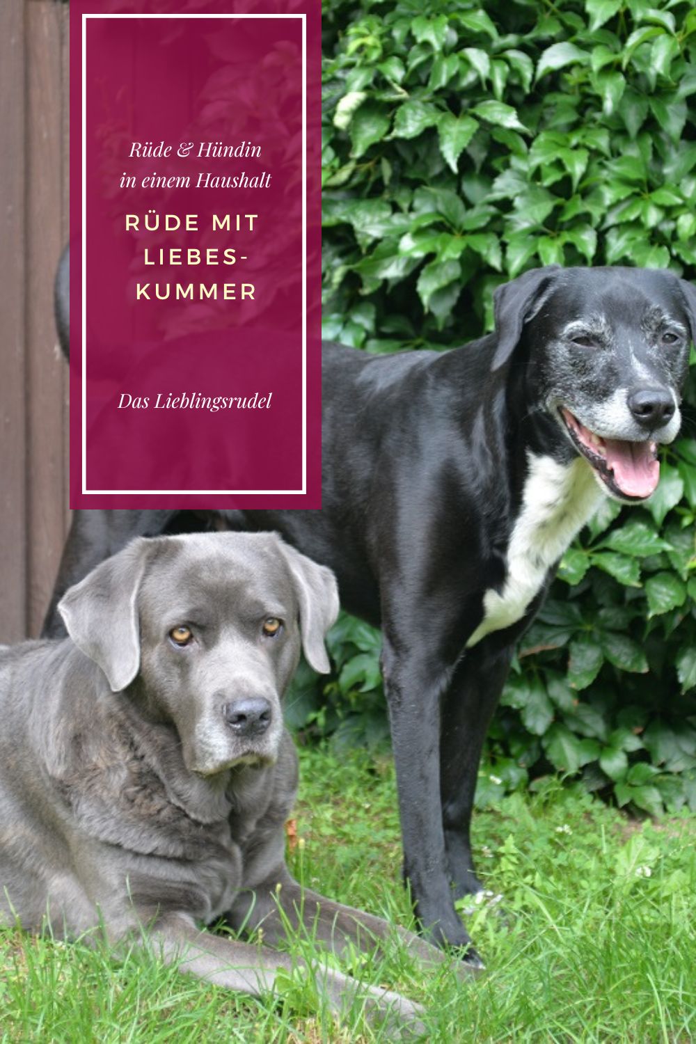 Pin Rüde hat Liebeskummer