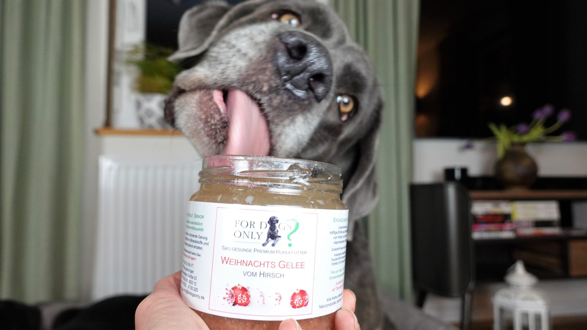 Hund leckt Gelee aus einem Glas