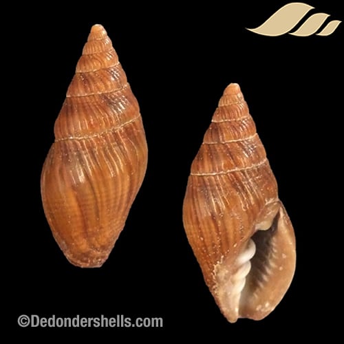 Zierliana woldemarii 1