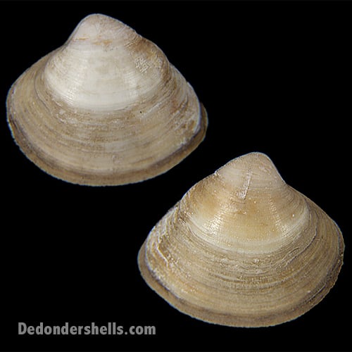 Mactra isabelleana 2