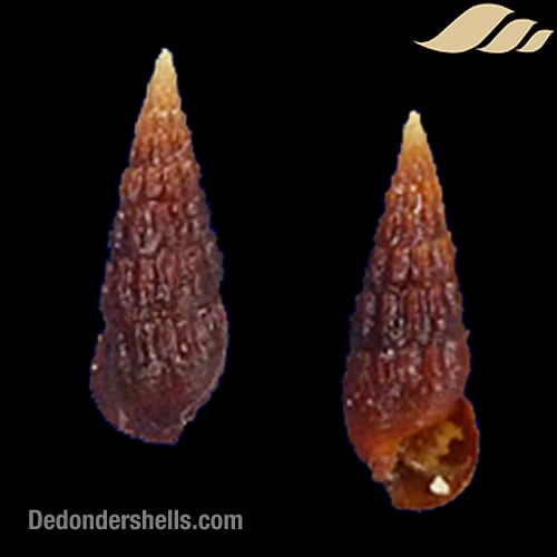 Cerithium species 3
