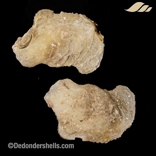 Isognomon dunkeri 21