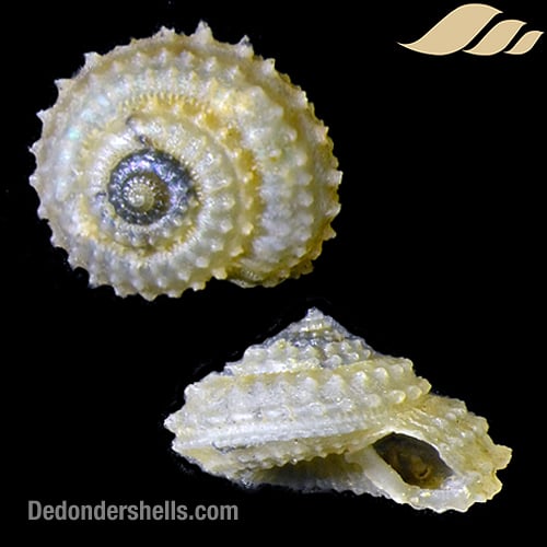 Calliotropis sagarinoi 8