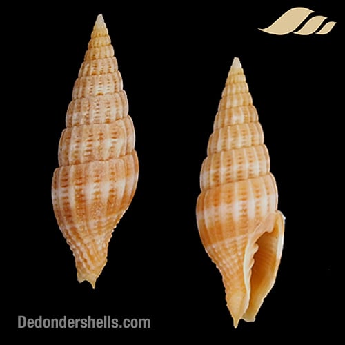 Vexillum jackelynae 1