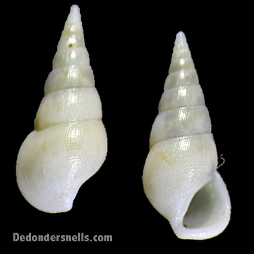 Zebinella princeps 5