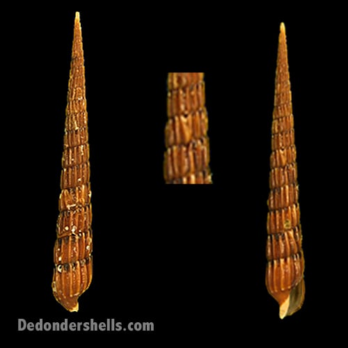 Terebra mactanensis 2