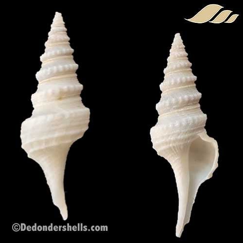 Gemmula gilchristi 1