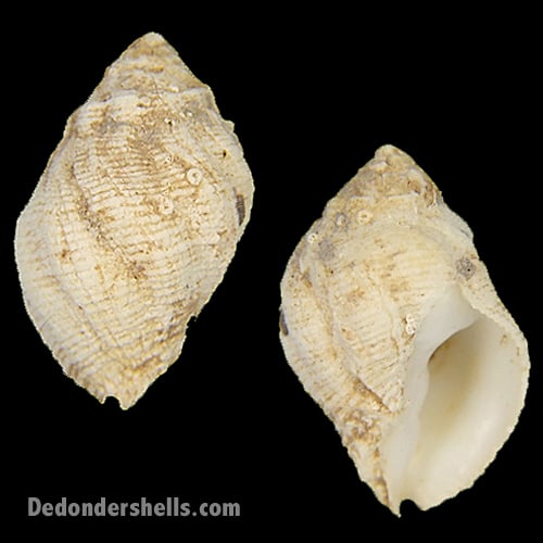 Coralliophila adansoni 5
