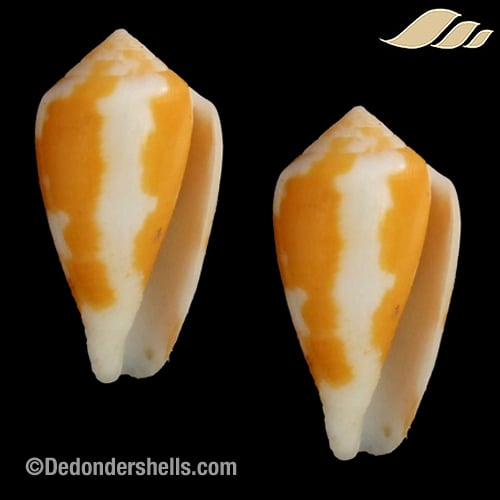 イモガイ貝殻 Darioconus Auricomus イモガイ貝殻 Darioconus Auricomus