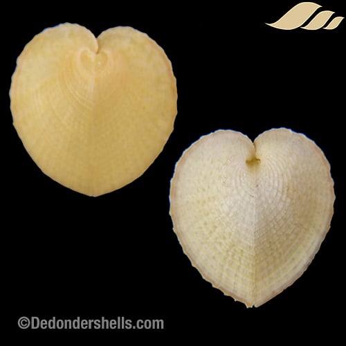 Corculum cardissa kirai 11