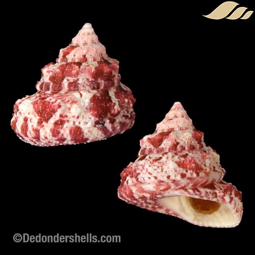 Trochus ferreirae 21