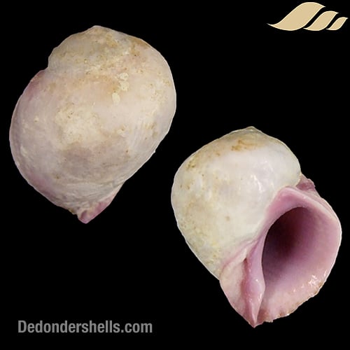 Coralliophila violacea 1