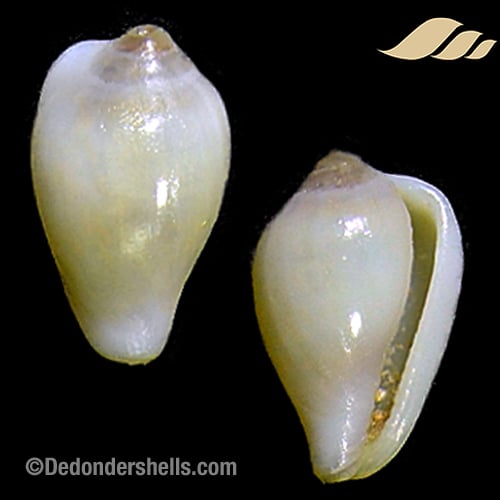 Proterato stalagmia 2