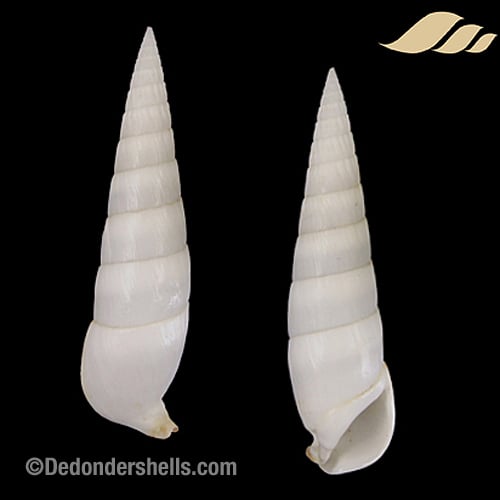 Rhinoclavis fasciata 12