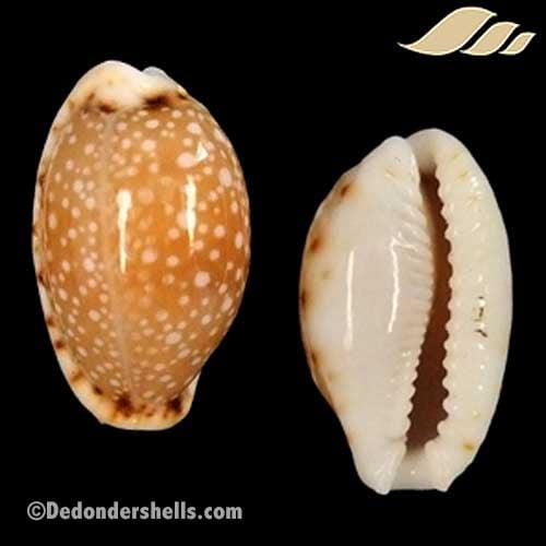 Cypraea labrolineata 4