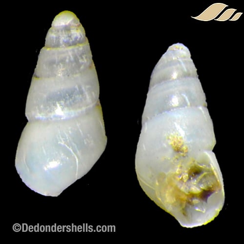 Odostomia turrita 3
