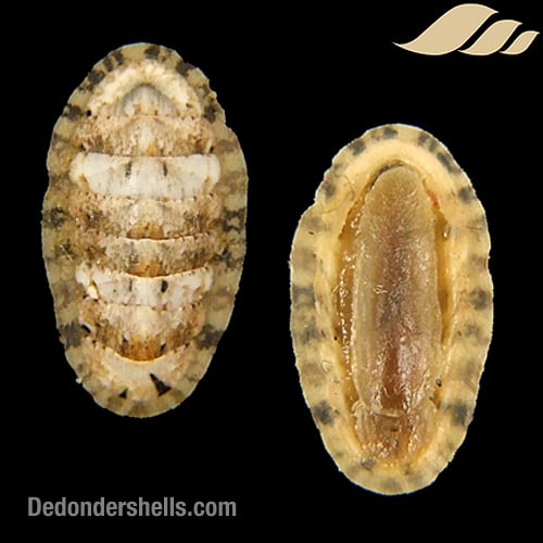 Ischnochiton cessaci 12