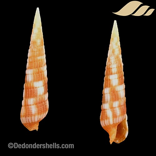 Terebra columellaris 1