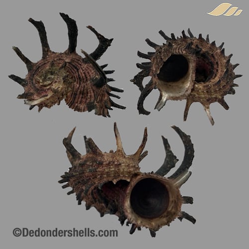 Angaria melanacantha 7