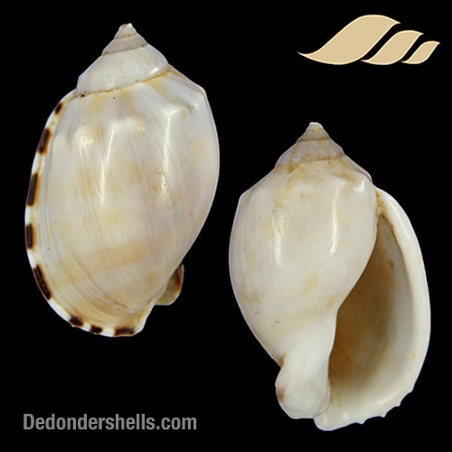 Casmaria ponderosa 8