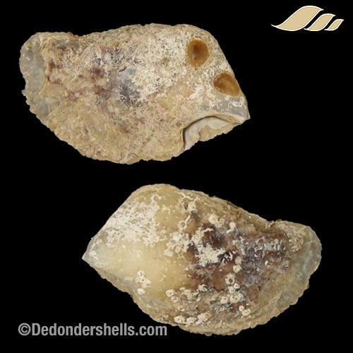 Isognomon dunkeri 14