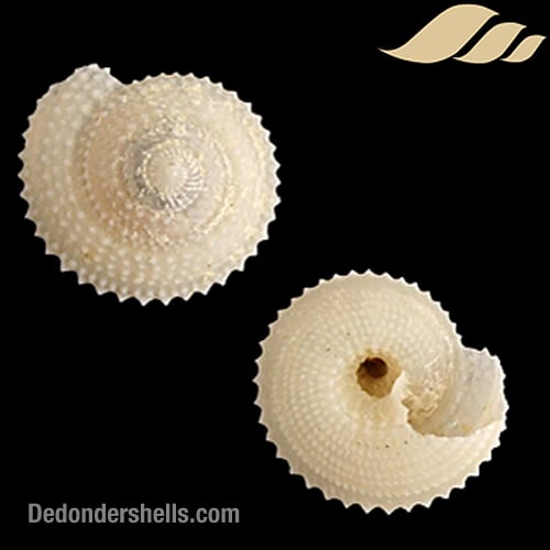 Calliotropis calcarata 9