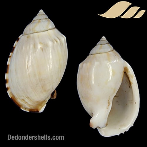 Casmaria ponderosa nodulosa 2