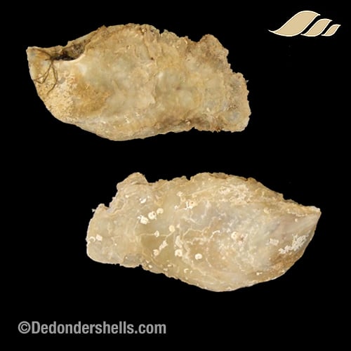 Isognomon dunkeri 19