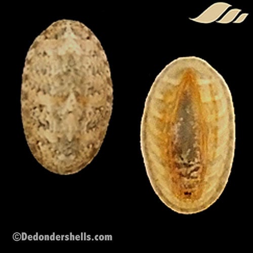 Lepidochitona cinerea 3