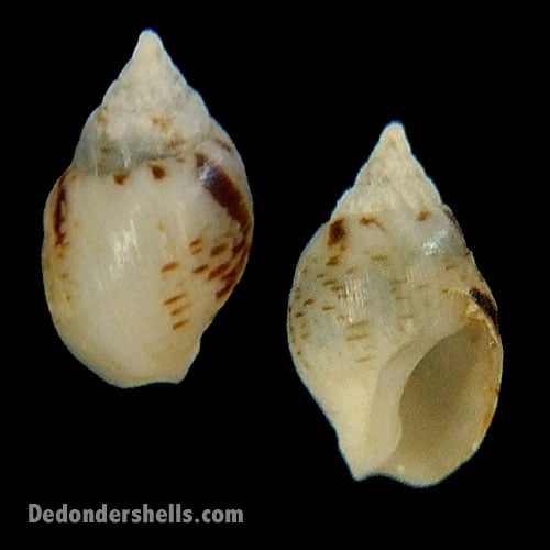 Nassarius pfeifferi 4