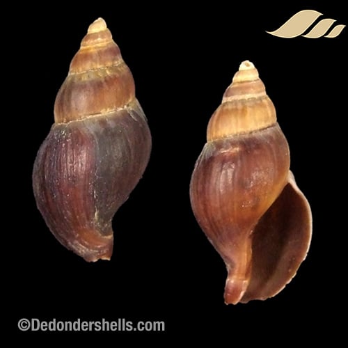 Pareuthria fuscata 1