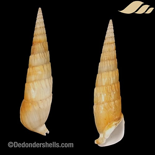 Rhinoclavis fasciata 13