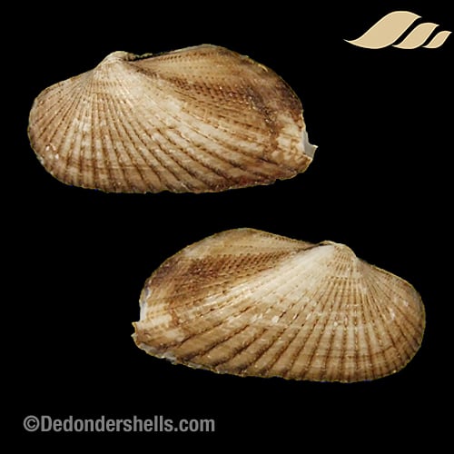 Stenocista gambiensis 6