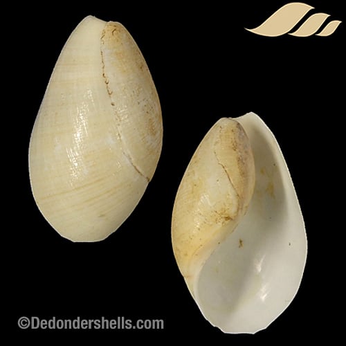 Scaphander lignarius 6