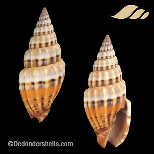 Vexillum semifasciatum 1