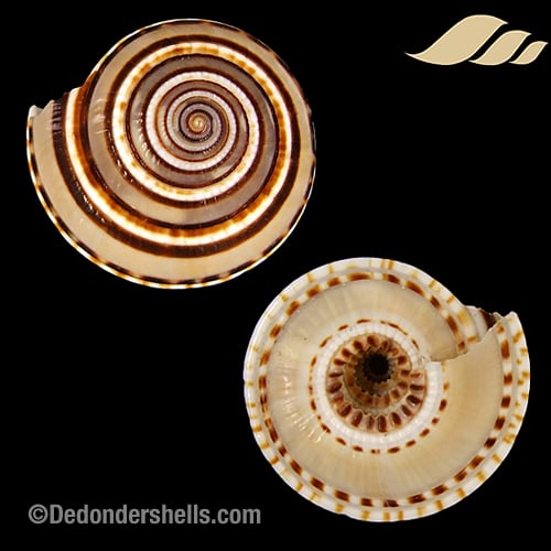 Architectonica perspectiva 1