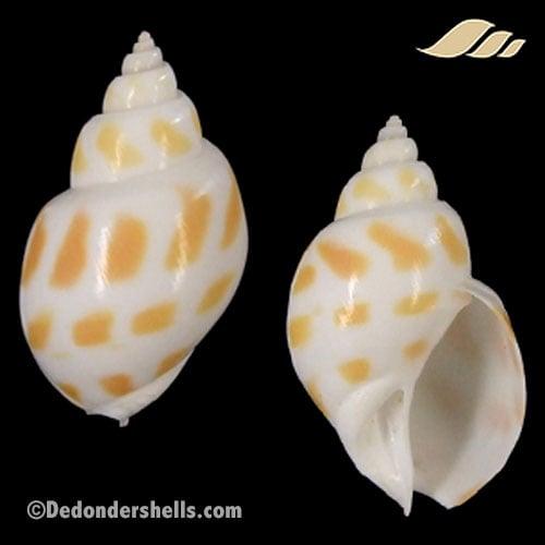 Babylonia areolata 5