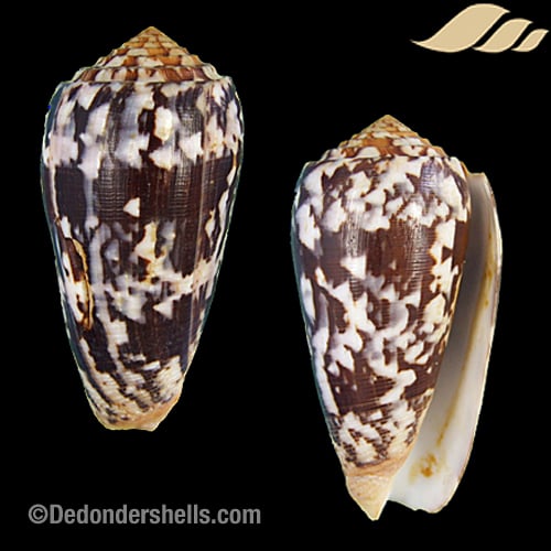 Conus striatus 17
