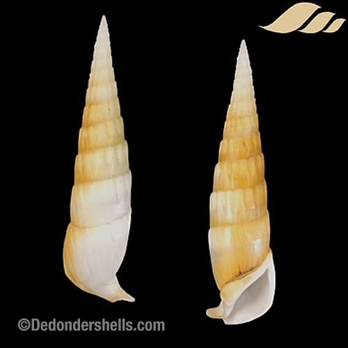 Rhinoclavis fasciata 11